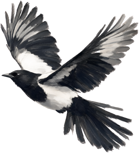 Magpie in flight